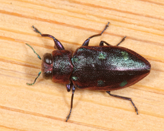 Chrysobothris azurea