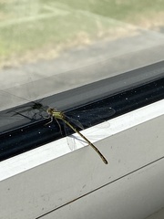 Enallagma cyathigerum