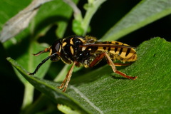 Temnostoma vespiforme