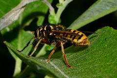 Temnostoma vespiforme