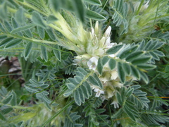 Astragalus sempervirens