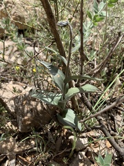Epipactis helleborine tremolsii
