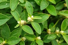 Alternanthera bettzickiana