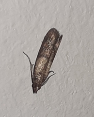 Plodia interpunctella