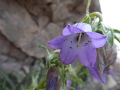 Campanula speciosa