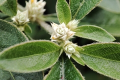 Alternanthera bettzickiana