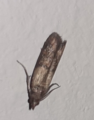 Plodia interpunctella