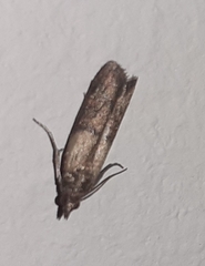 Plodia interpunctella