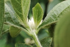 Alternanthera bettzickiana