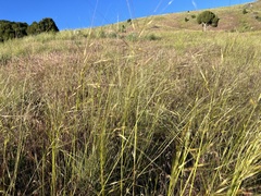 Hesperostipa comata