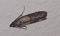 Plodia interpunctella