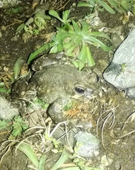 Bufotes pseudoraddei