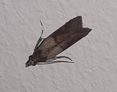 Plodia interpunctella