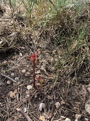Orobanche gracilis