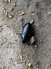 Coleoptera