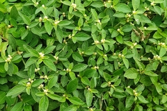 Alternanthera bettzickiana