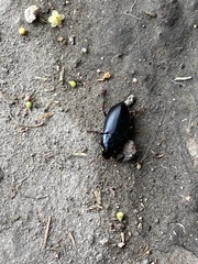 Coleoptera