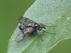 Ibisia marginata