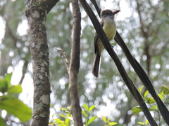 Myiarchus cephalotes