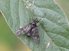 Ibisia marginata