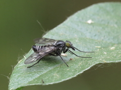 Ibisia marginata