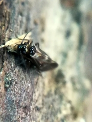 Philotarsidae