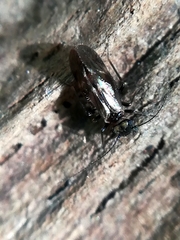 Philotarsidae