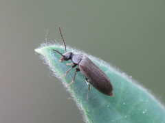 Scraptia dubia