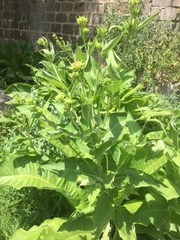 Inula