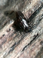 Philotarsidae