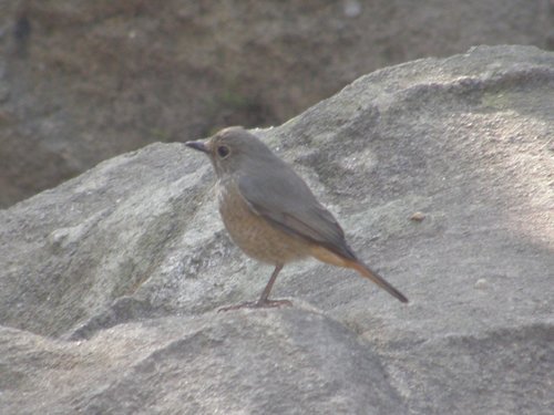 Forest Rock Thrush (Monticola sharpei), photo 4