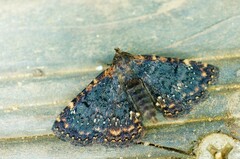 Diomea cremata