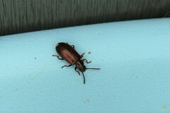 Luprops orientalis