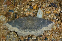 Arytrura subfalcata