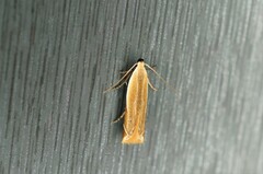 Mesophleps albilinella