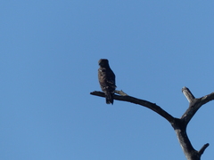 Circaetus