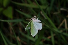 Comibaena nigromacularia