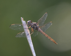 Orthemis ferruginea