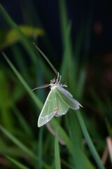 Comibaena nigromacularia