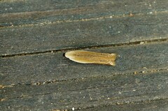 Mesophleps albilinella