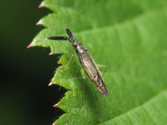Heterotoma