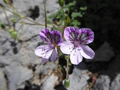 Erodium foetidum