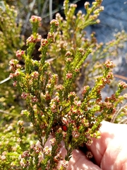 Erica subcapitata
