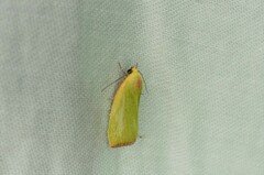 Earias pudicana