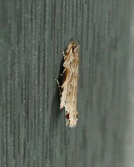 Hypatima excellentella