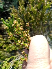 Erica subcapitata