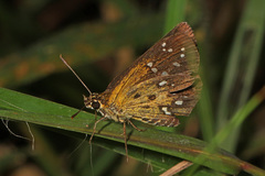 Astictopterus stellata mineni