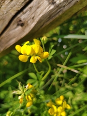 Lotus corniculatus