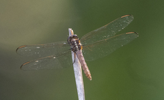 Orthemis ferruginea