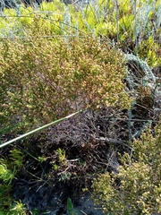 Erica subcapitata
